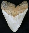 Bargain Megalodon Tooth - North Carolina #21684-1